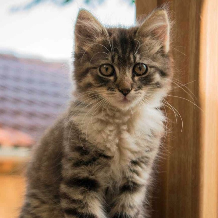 Kittens under the age of 1